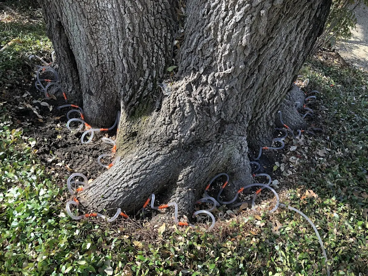 Detailed Tree Cabling and Bracing job site in Hartsdale