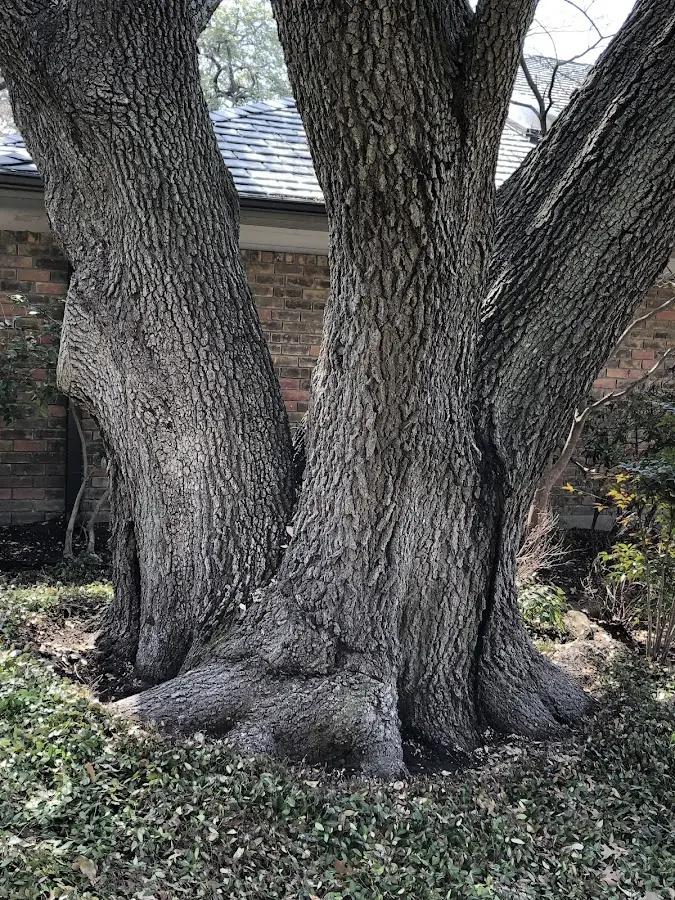 Mature heritage tree close to a Hartsdale property cared for by certified arborists